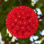 Wintergreen Lighting 6" Red Starlight Sphere, 50 Lights